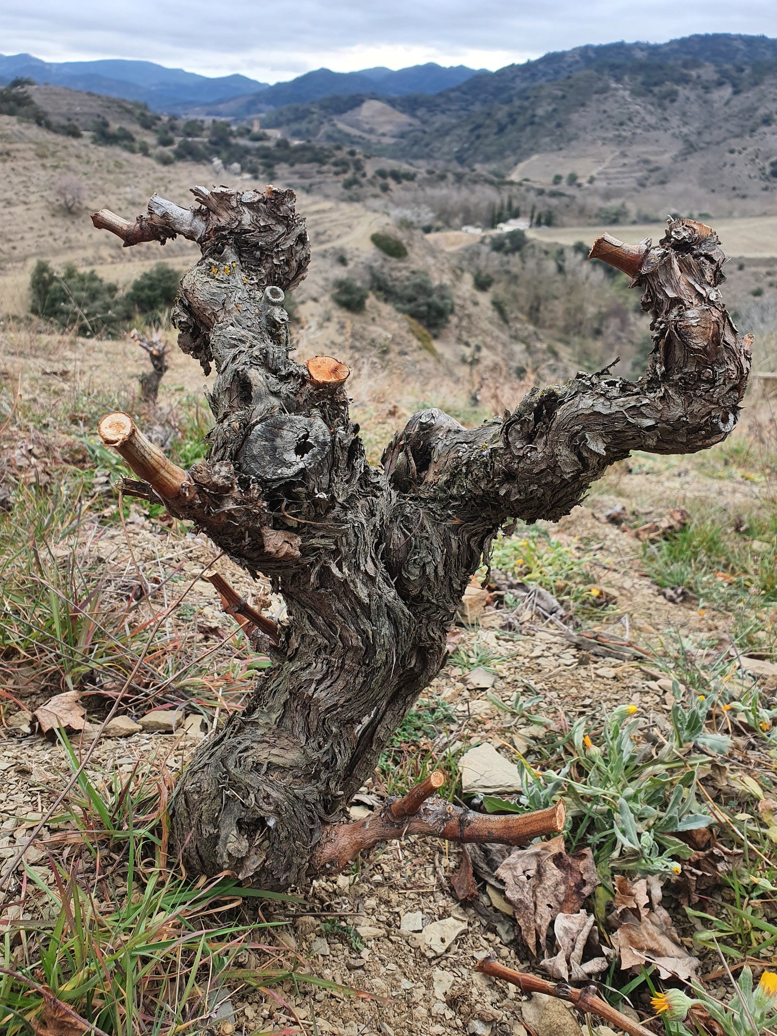 SAMKØB VIN 3: Celler Sandra Doix - MarLa Peculiar 2020